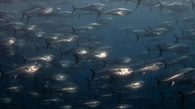 El sistema actual de pesca del atún seguirá en vigor a petición del sector